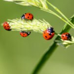 Explore Green Pest Control Methods and Tips