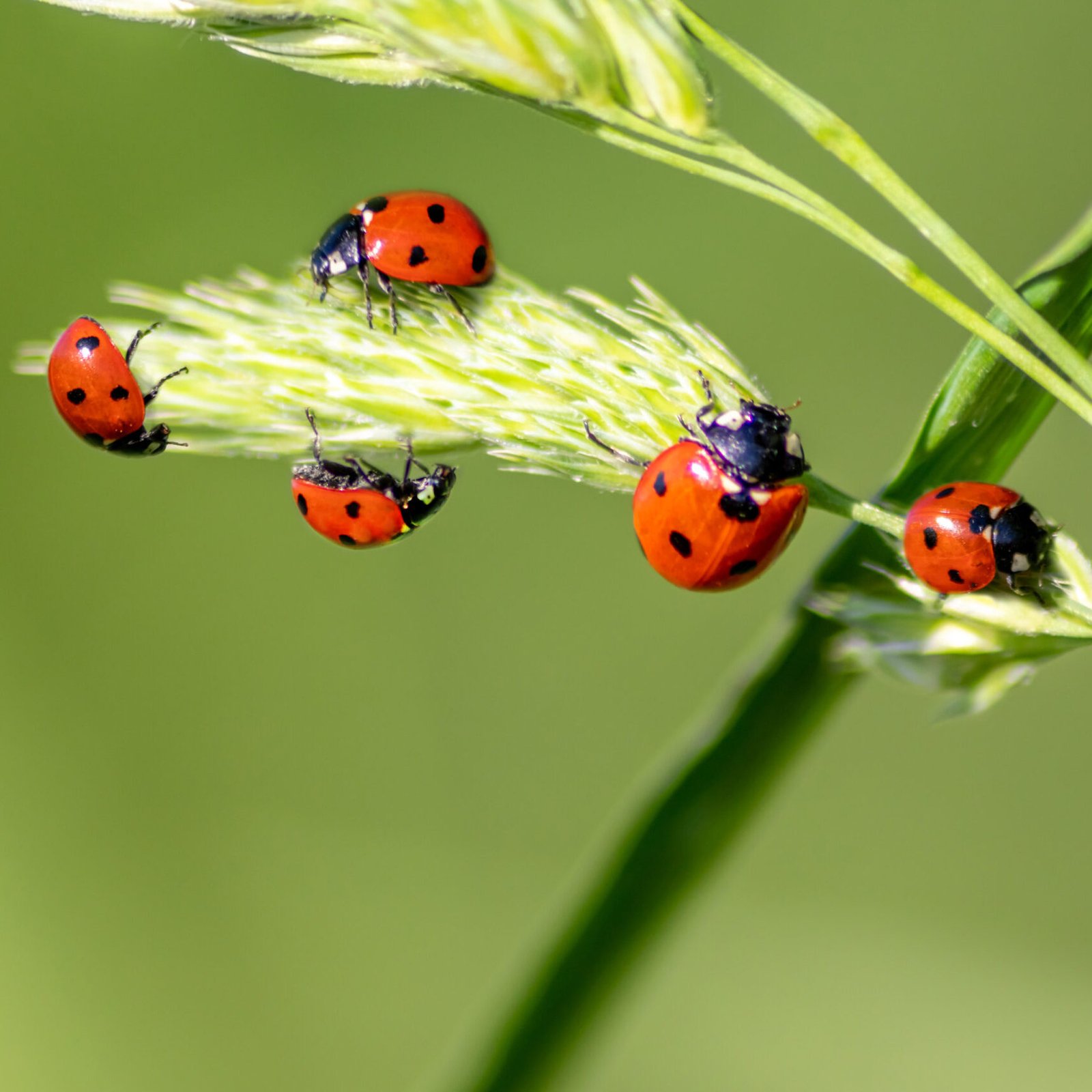 Read more about the article Explore Green Pest Control Methods and Tips